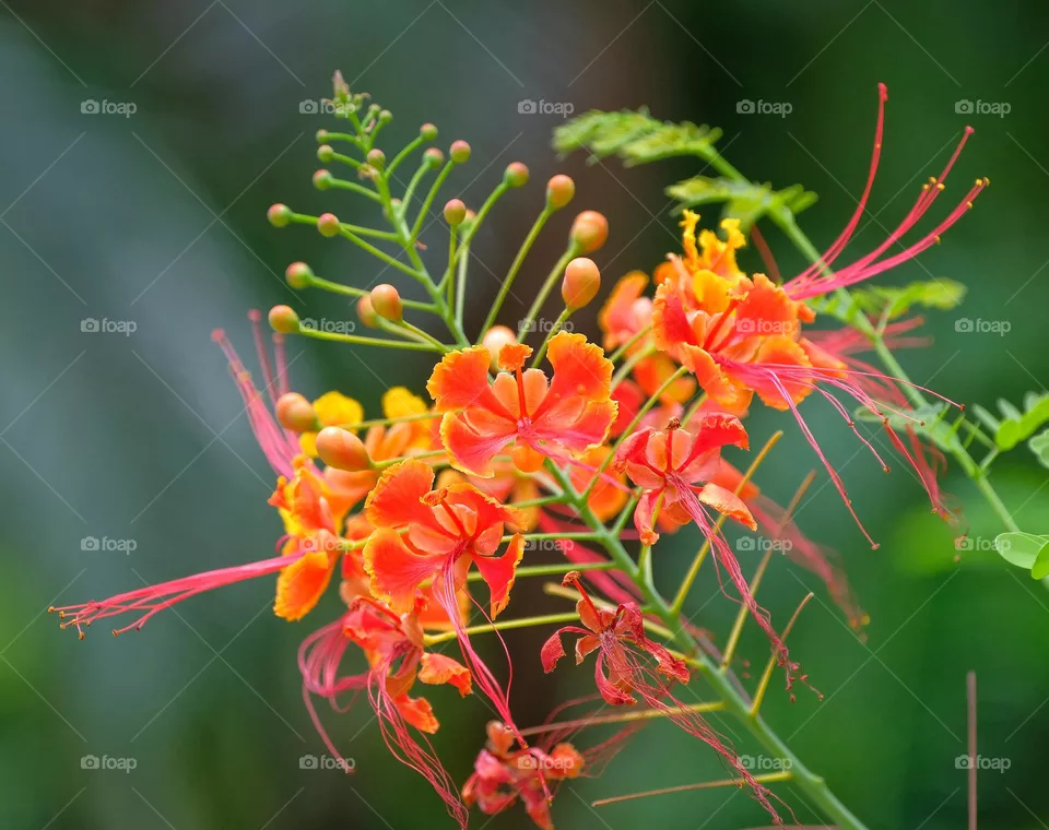 pink flowers