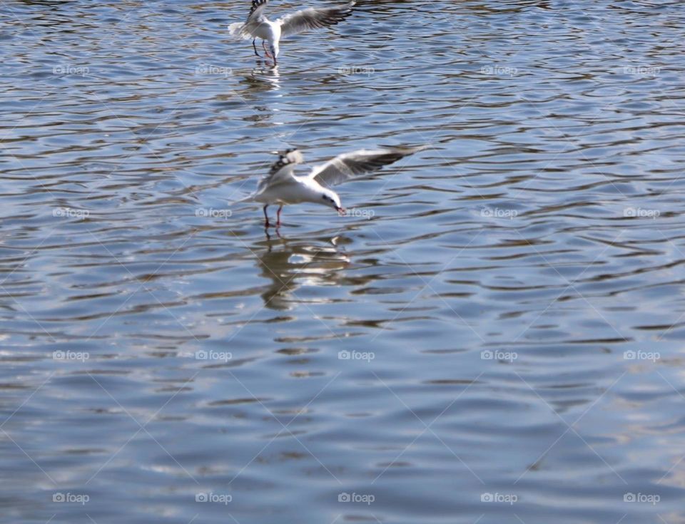 seagulls