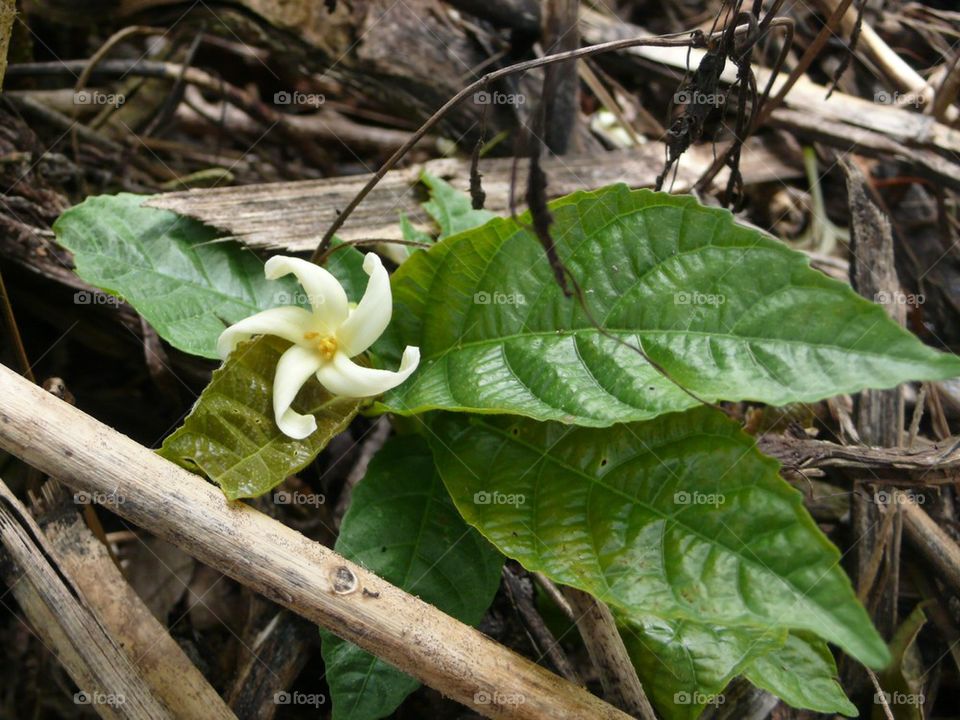 On the forest floor