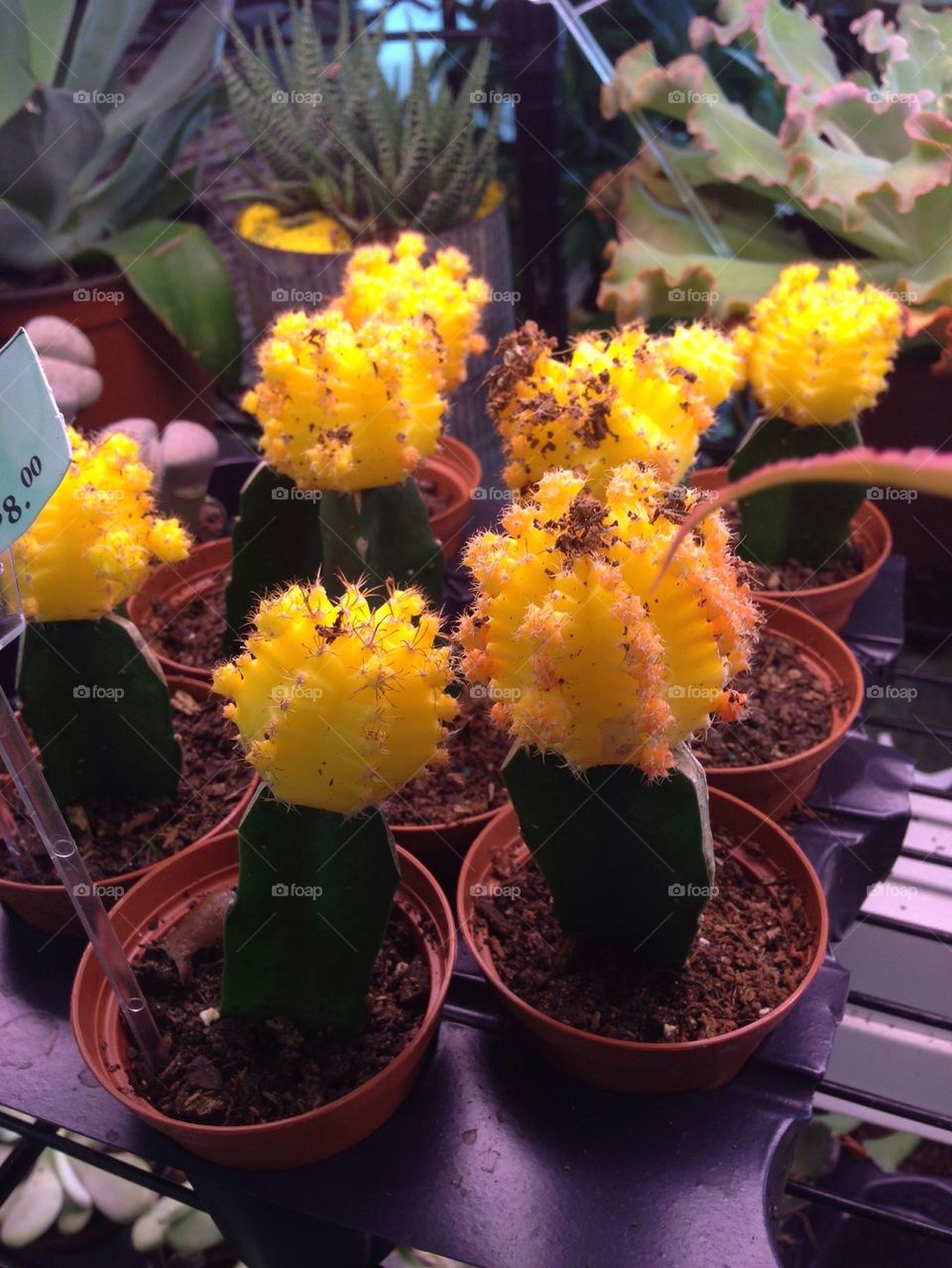 Pretty cacti