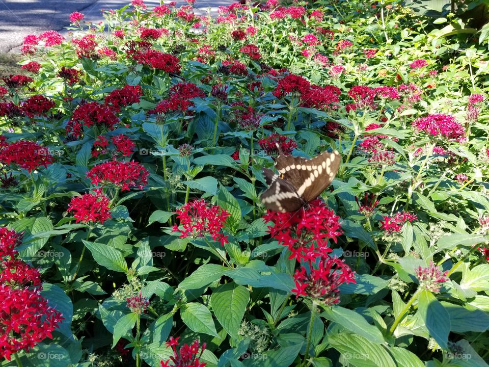 black and white butterfly on red flowers