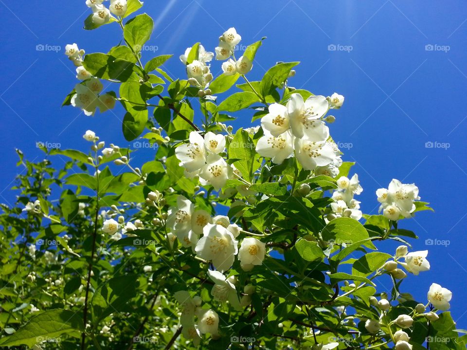 Jasmine flower
