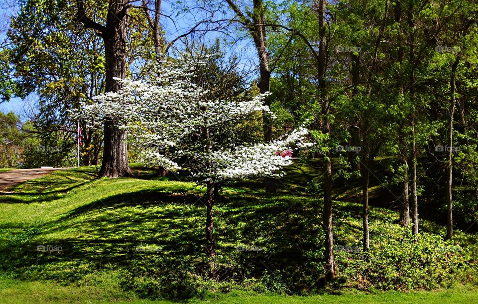 Dogwood growing wild.