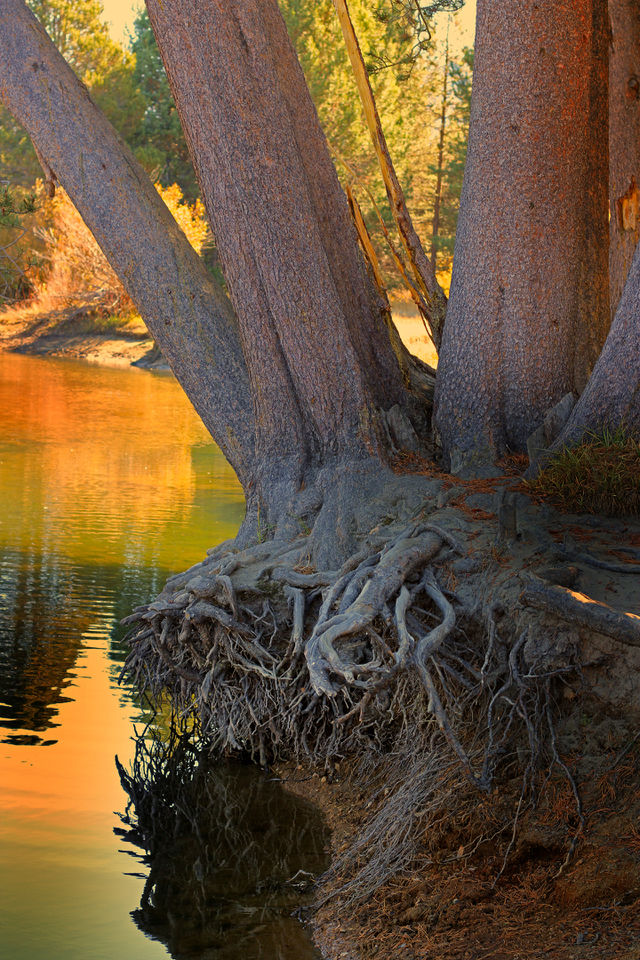 Tree Roots by a Creek