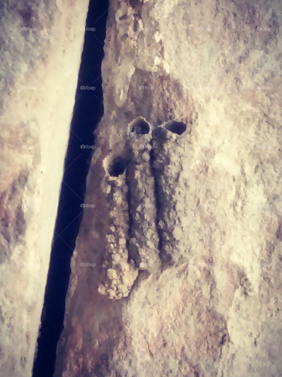 Mud house, Flying insect house, Insect house photo Amazing insect house photo, Beautiful specimen photo of unique insect workmanship, Insect house built to protect itself from rain,colour photo of mud house