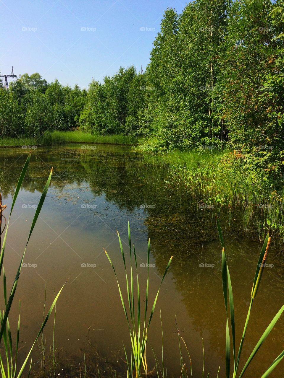 Sunny pond 