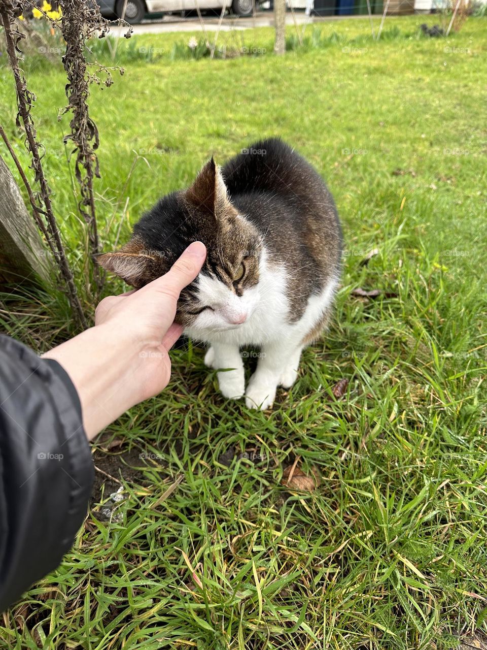 Curious cat’s head finds your head