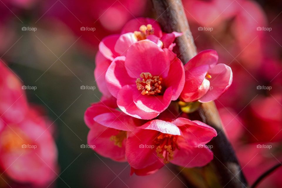 Red spring flowers