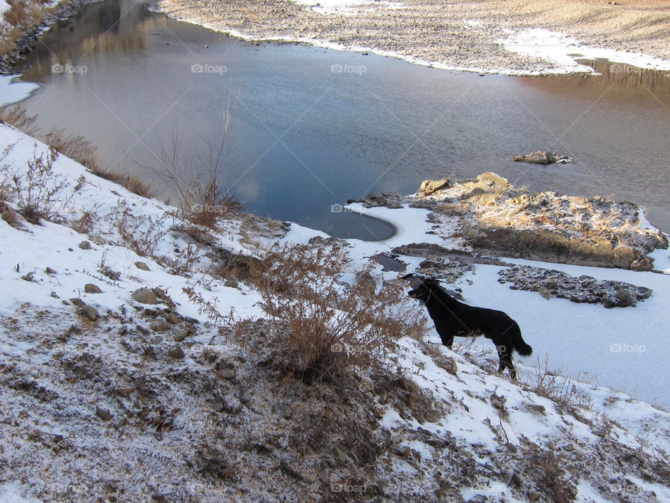snow dog river mongolia by thepapierdollies