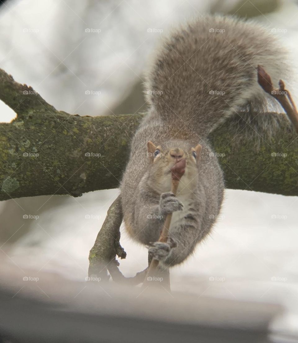 We wish you a happy squirrel year! With lots of nuts, and great nesting places. 