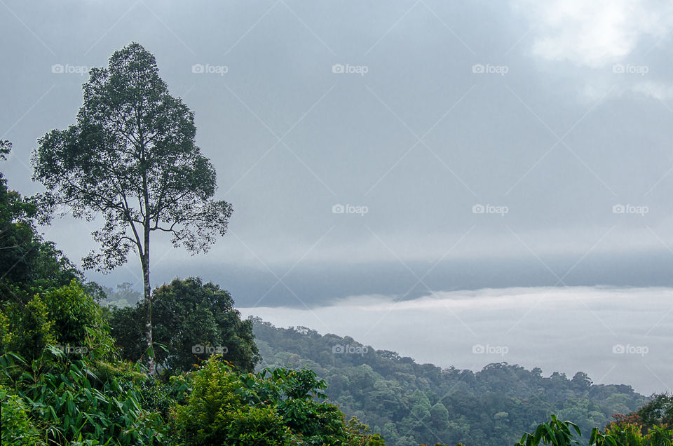 Trees scenery on the mountain.