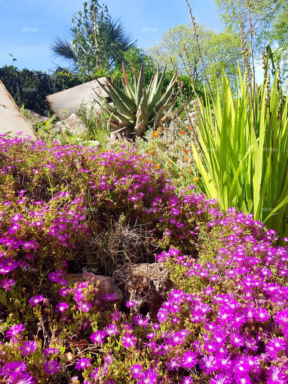 flowers and summer time, botanic garden, 🌺🌺🌺