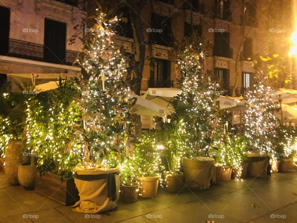 Christmas trees lights 