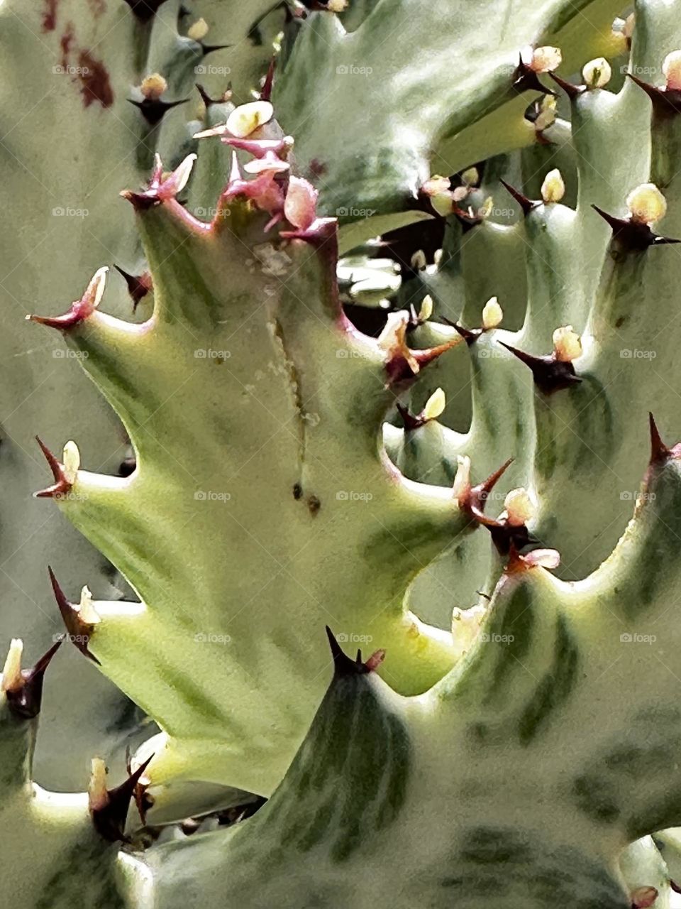 New leaflets sprouting on thorns of White Ghost (Euphorbia lactea) succulent growing in community garden