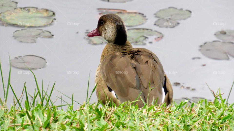 Duck by the lake