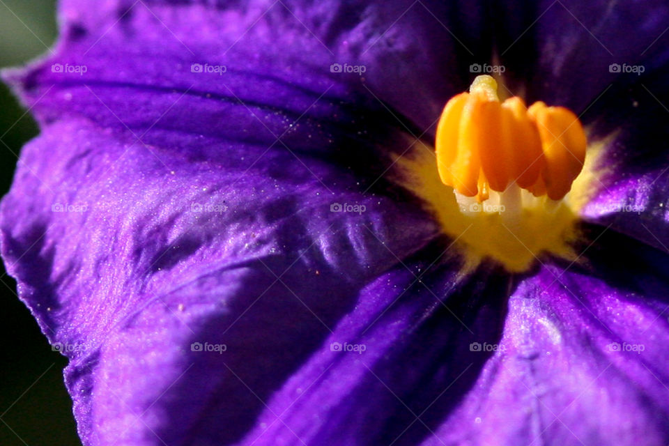 Potato bush flower macro. 