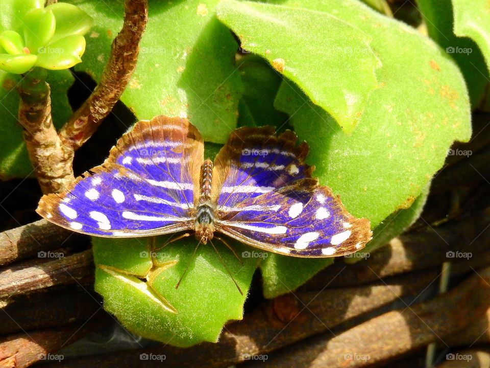 Purple butterfly