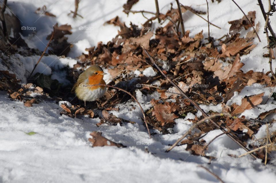 Rotkehlchen im Schnee auf Futtersuche