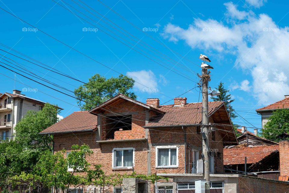 Birds in Motion, Stork