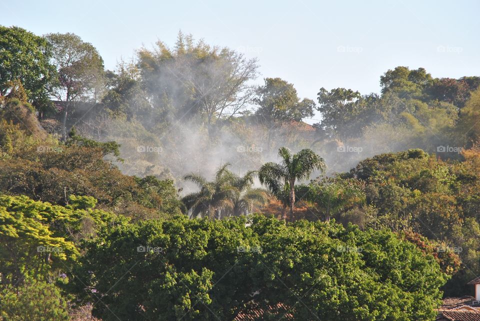 Atlantic Forest