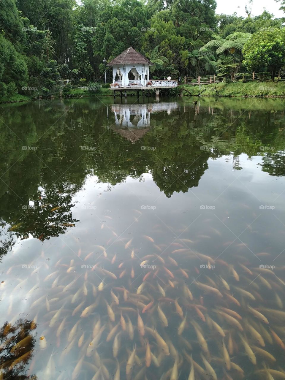 Sky shadow on the water full with gold fish
