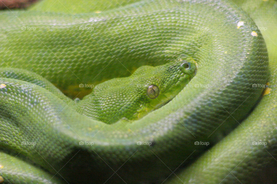 green tree eye head by kshapley