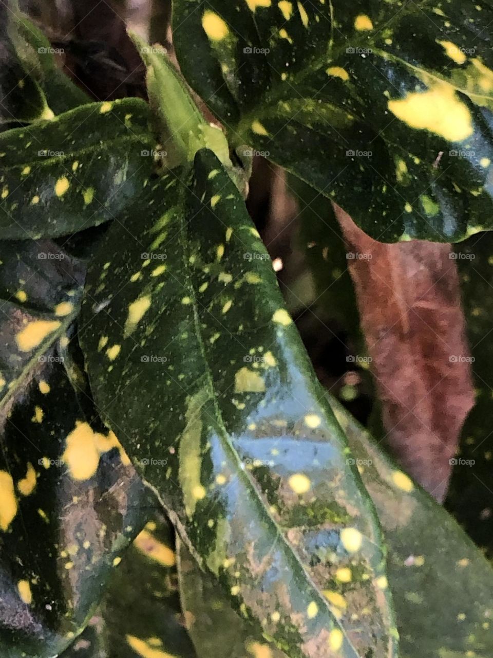 The leaves are slowly fading