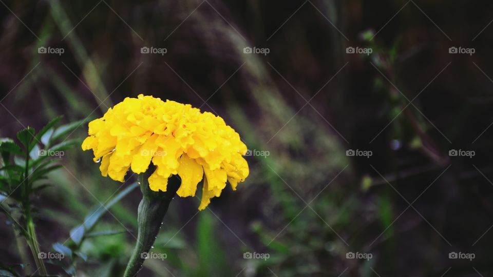 Beautiful marigold flower