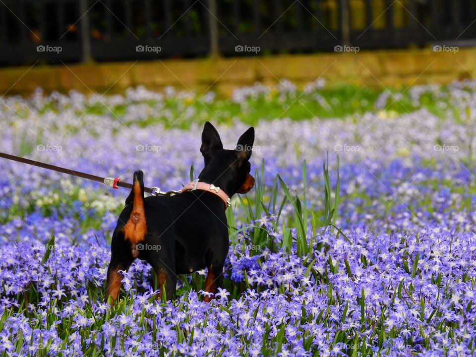 Dog in blue flower field