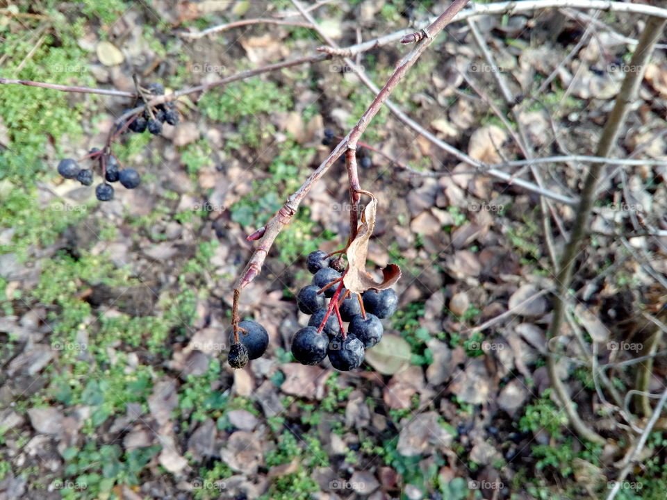 winter, aronia