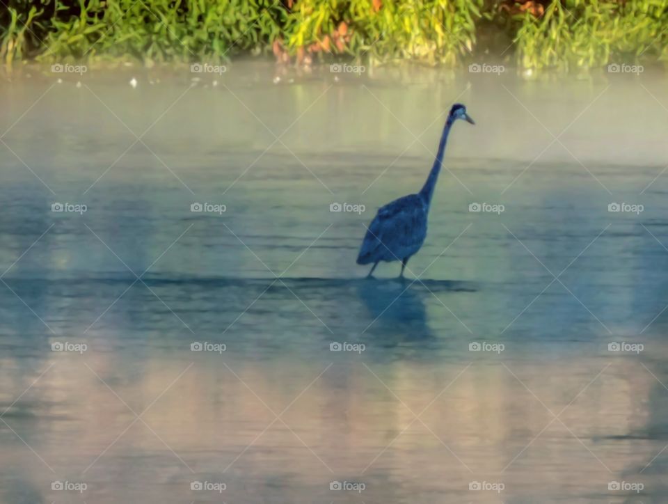 Heron in the Morning Mist