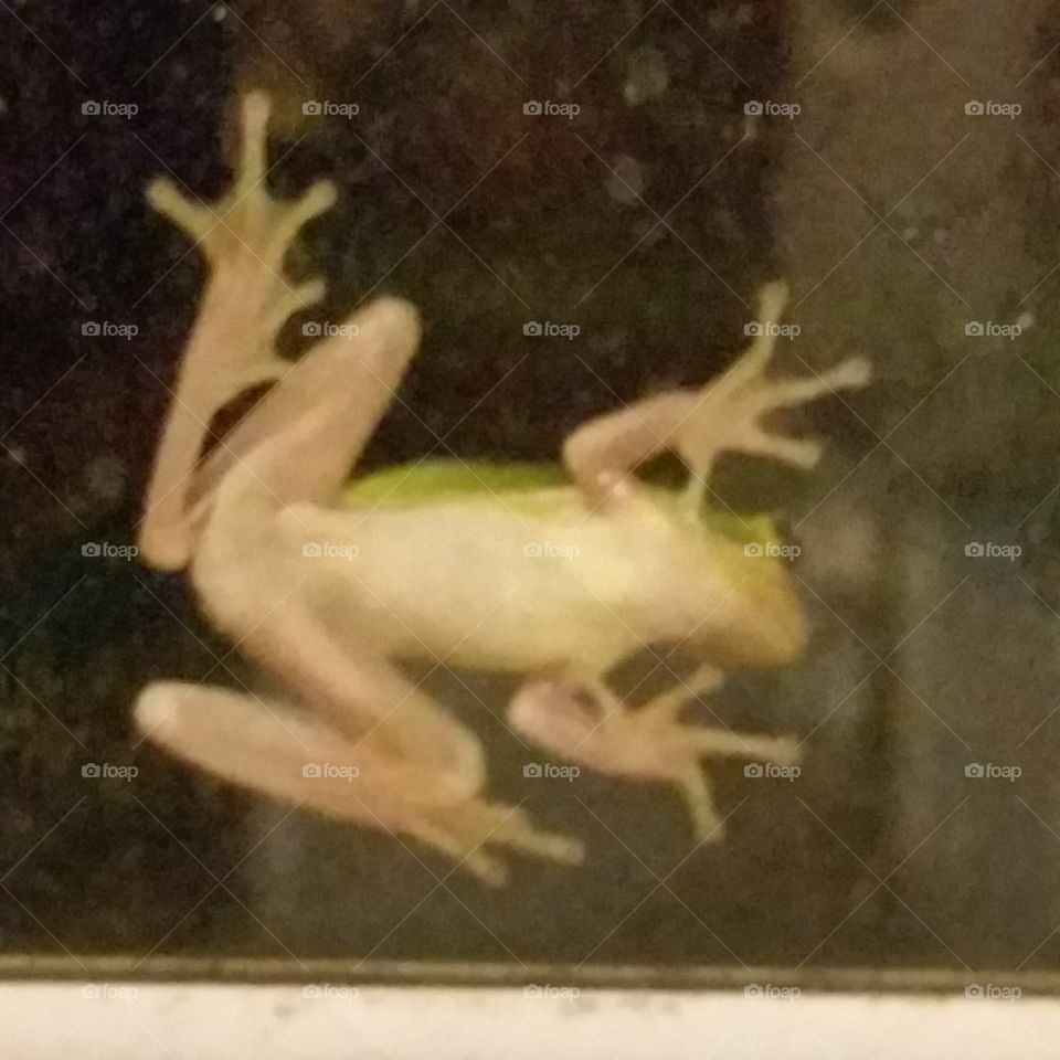 Tree frog