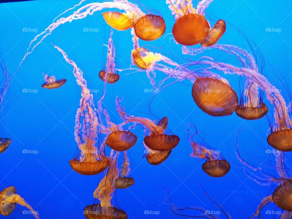 more jellyfish