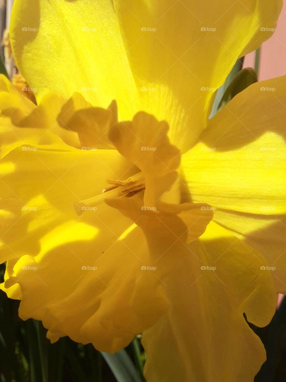 Macro image of a yellow daffodil or narcissus .Stigma, stamen and petals are seen