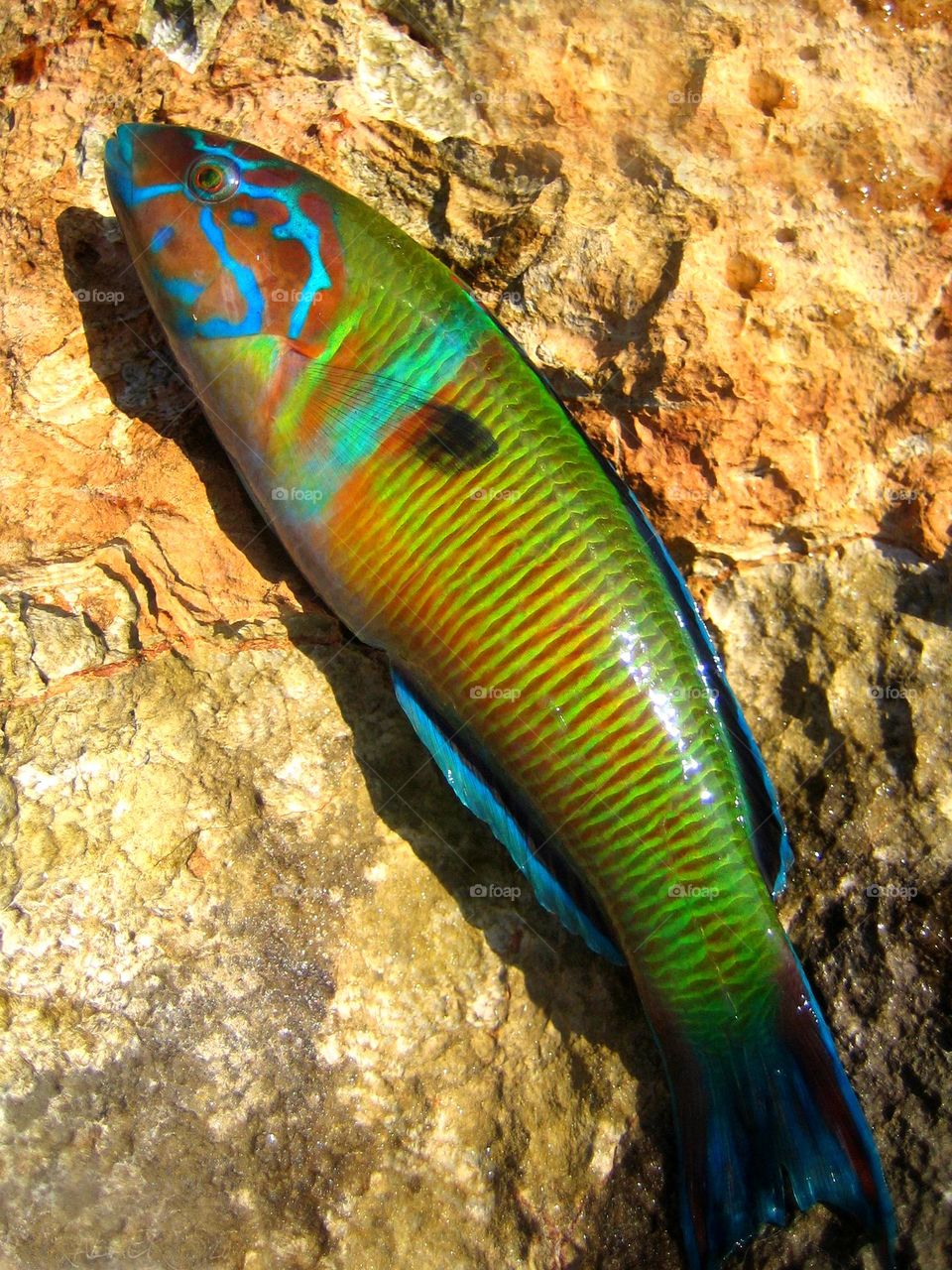 Colorful clown fish close up shooting amazing wildlife summer feeling nature therapy fishing time day hustling