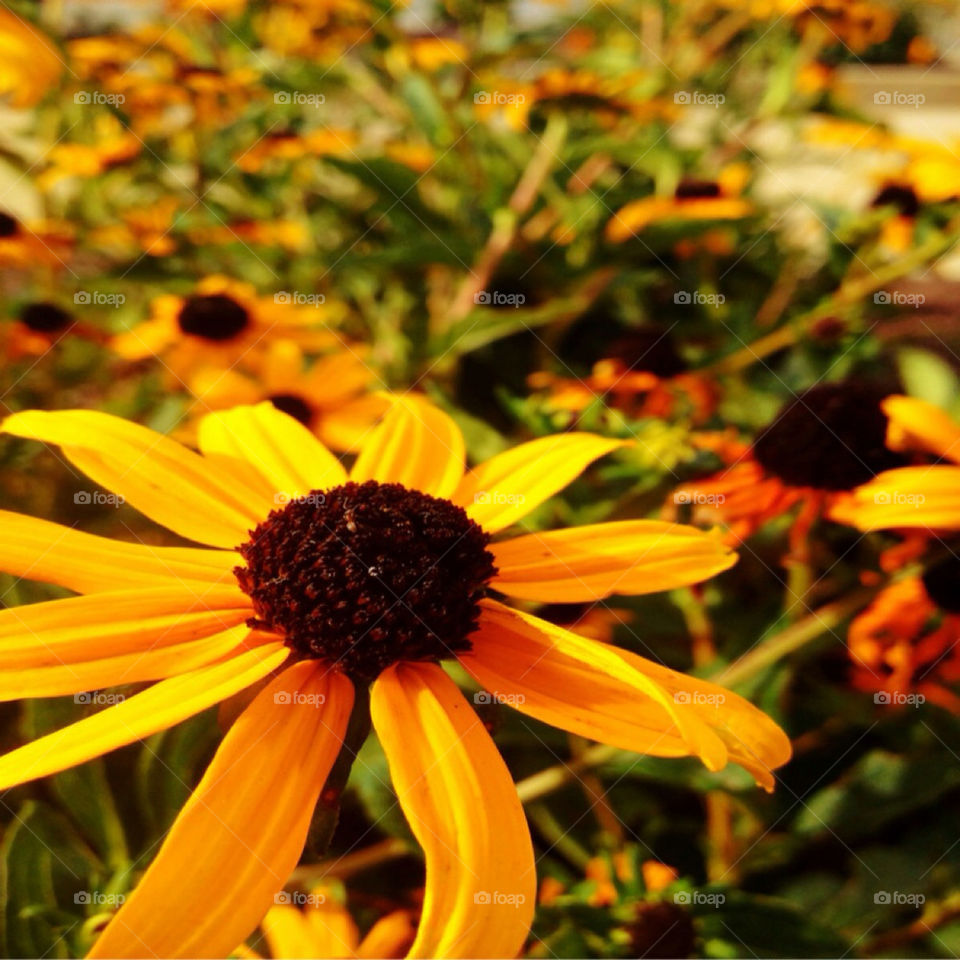 yellow flower sunny beautiful by bherna05