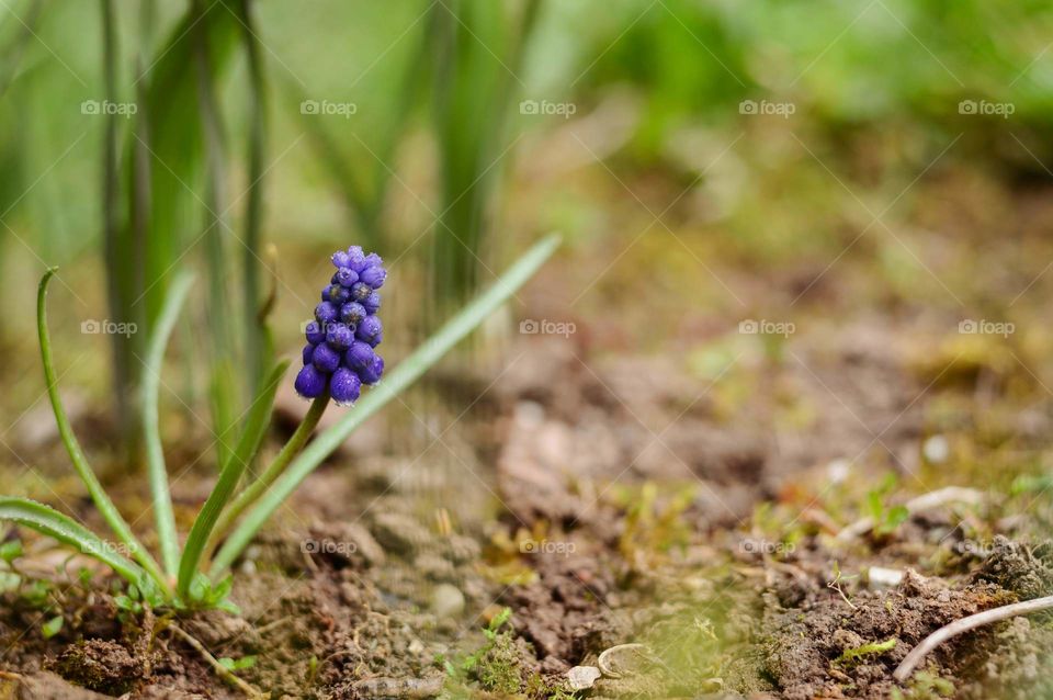 Flower in the garden