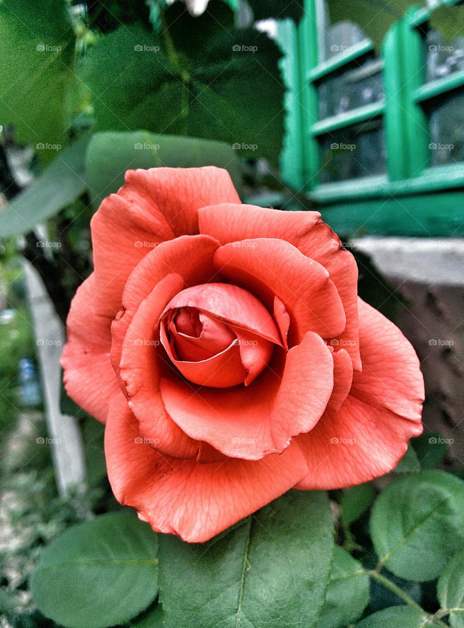 Close-up of rose