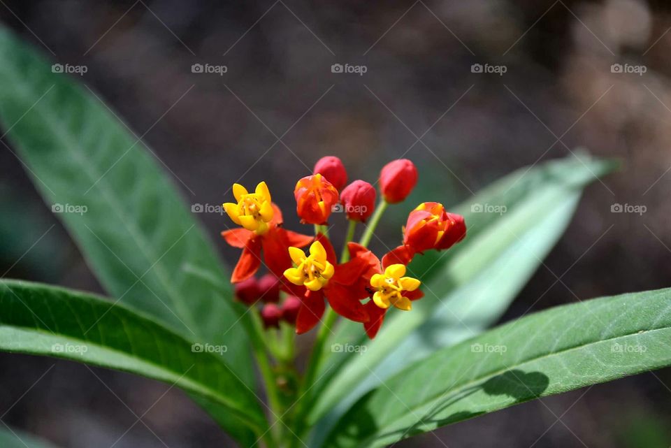 macro flowers