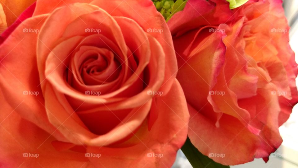 Rose, Love, Romance, Flower, Petal