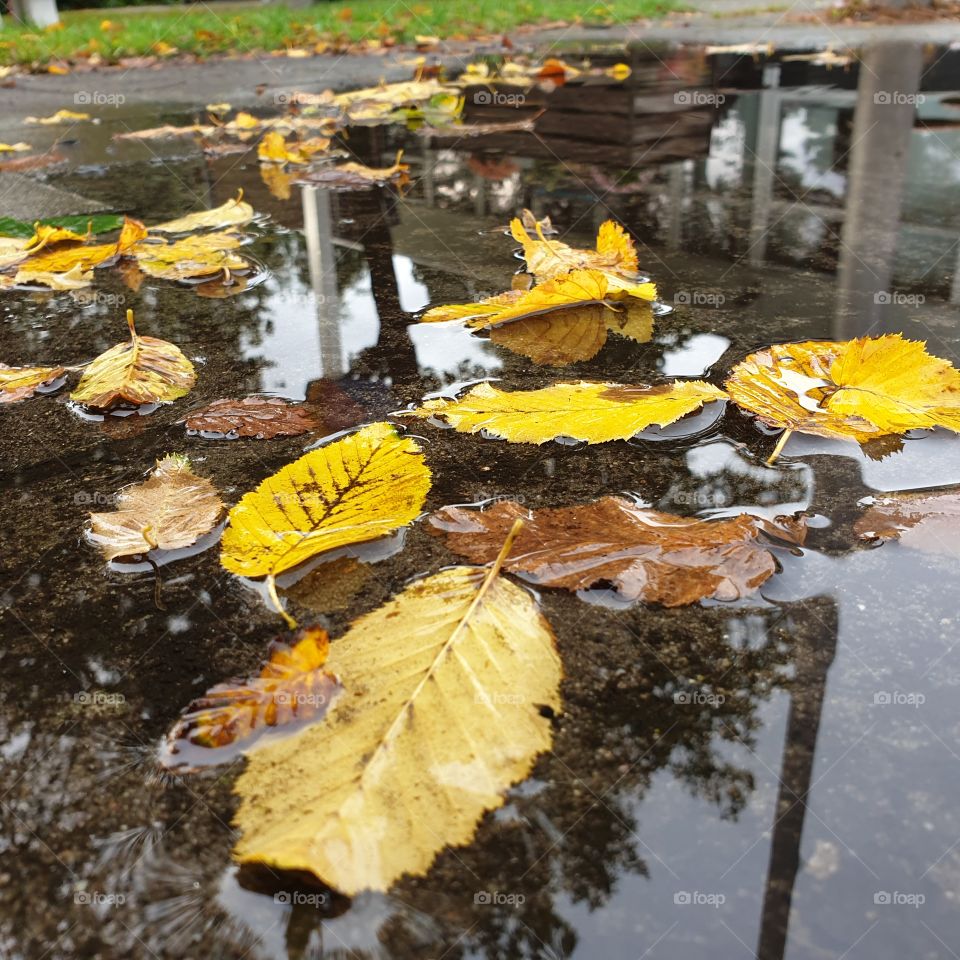 Yellow leaves in the paddle