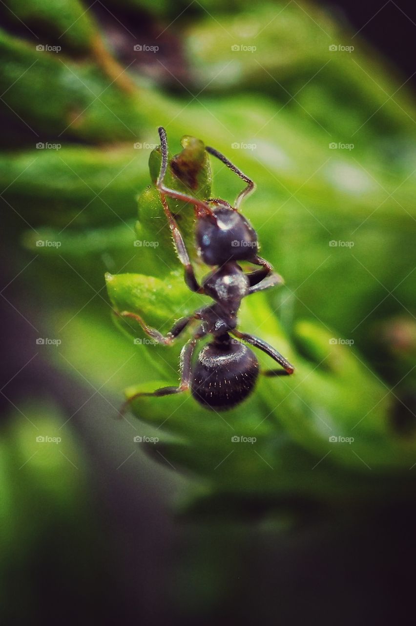 ant