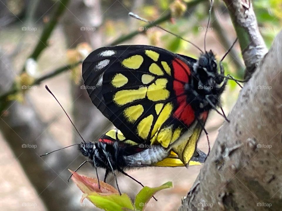 Beautiful and colourful butterfly