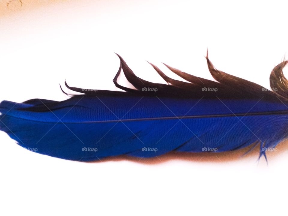 Navy blue feather pale background 