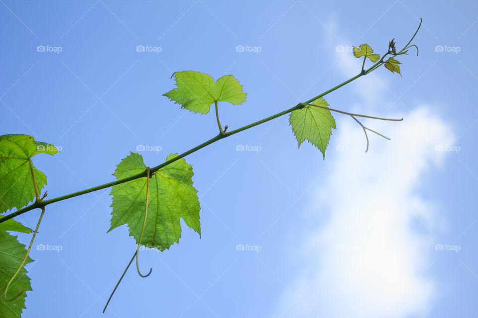 Close-up of branch against sky