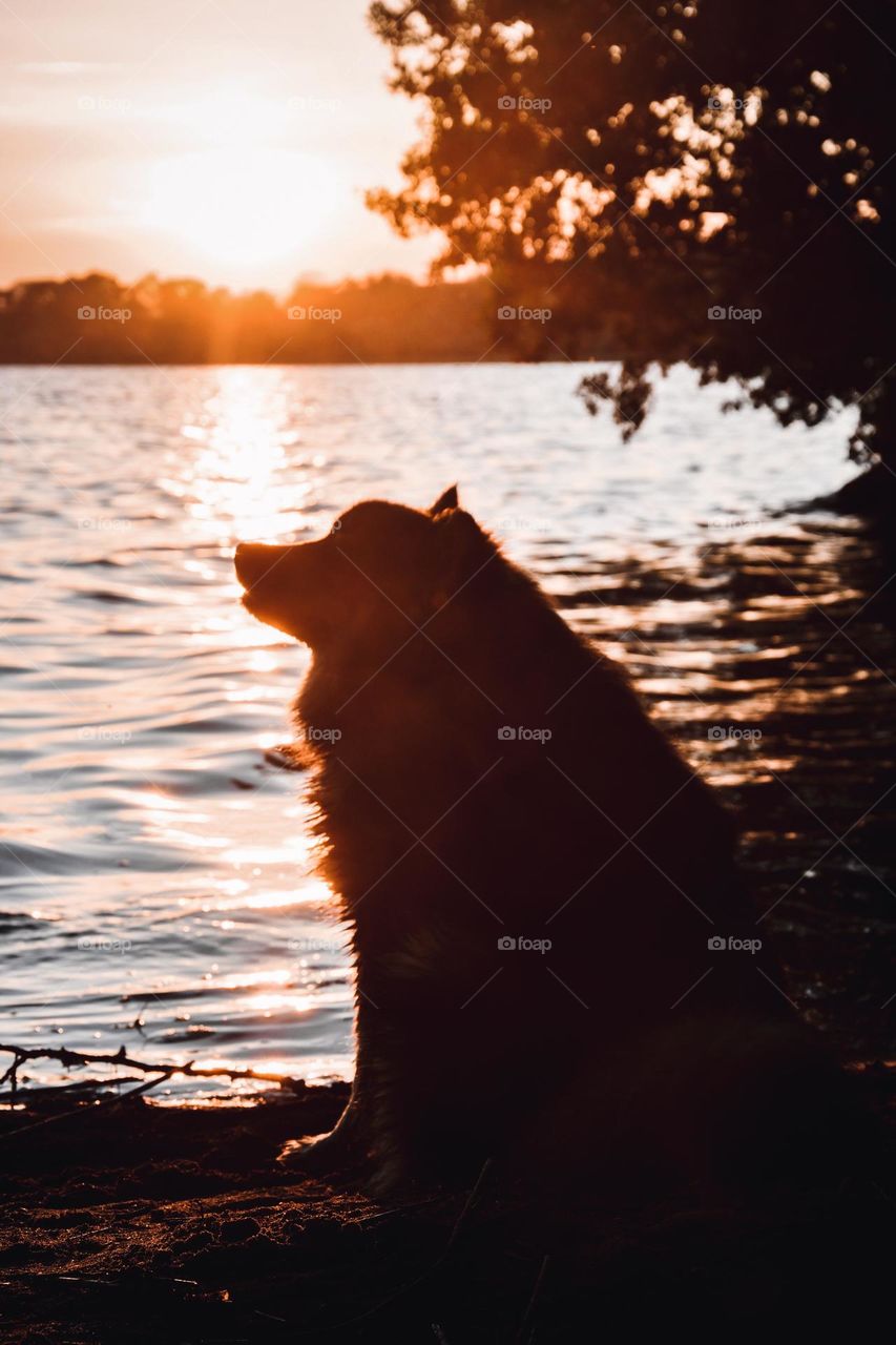 Silhouette of dog at lake