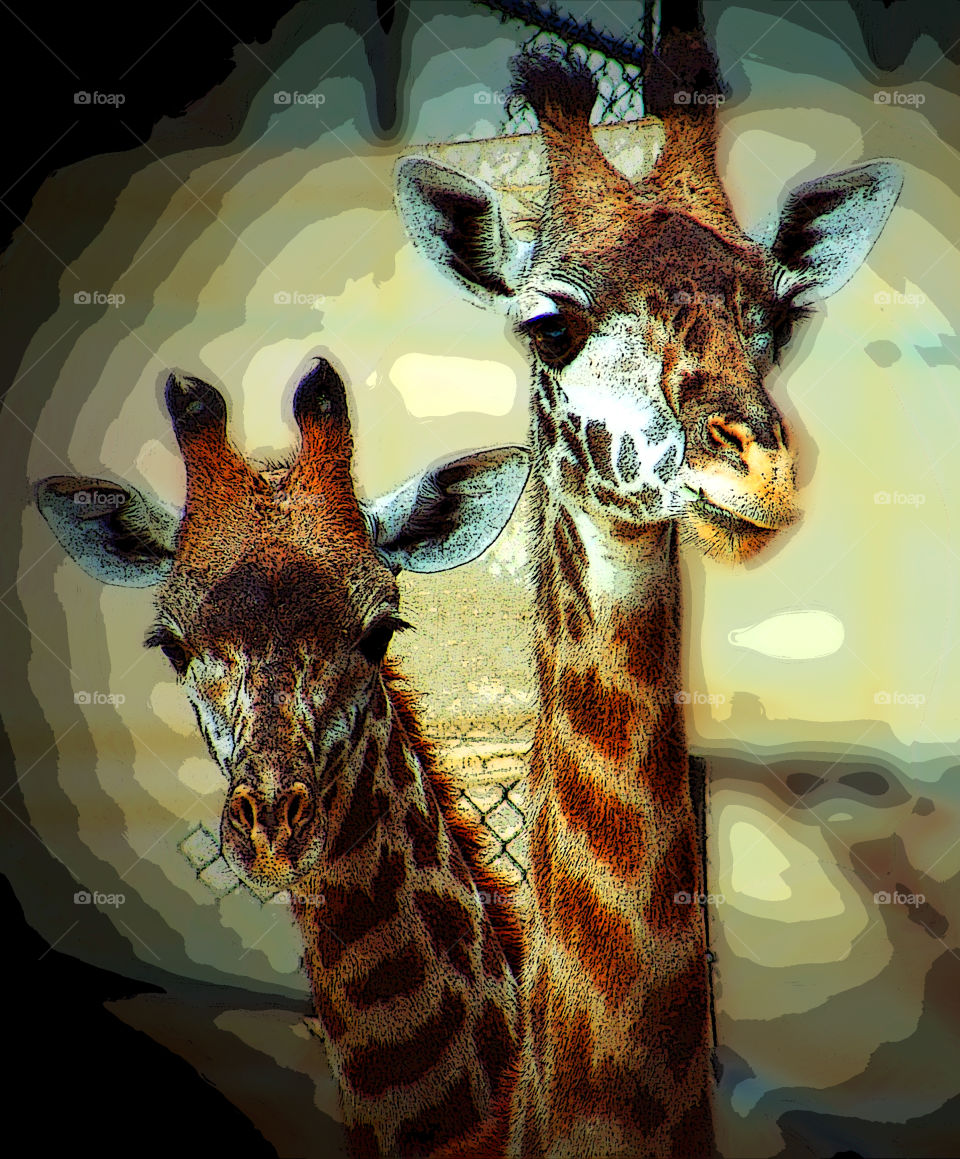 Giraffes, Portrait Of Giraffes, Two Heads Are Better Than One, Animals At The Zoo, Two Giraffes
