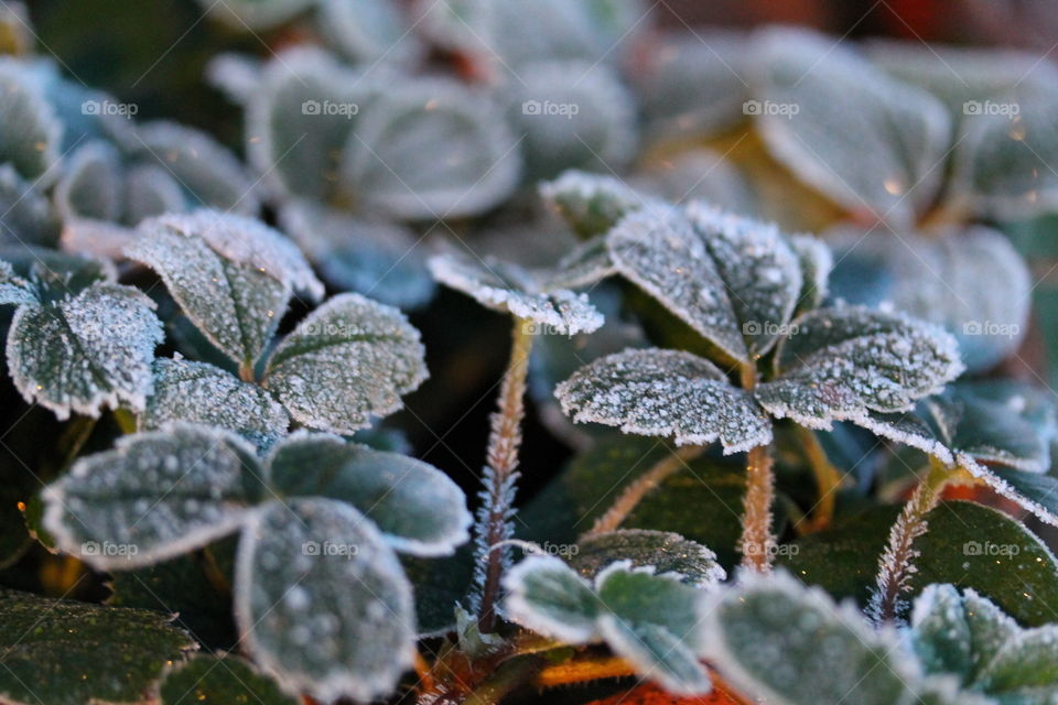 first frost