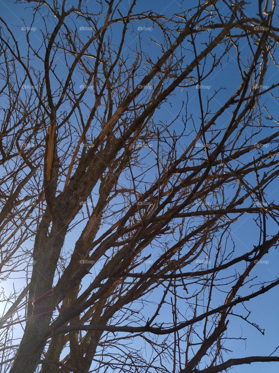 Tree and sky