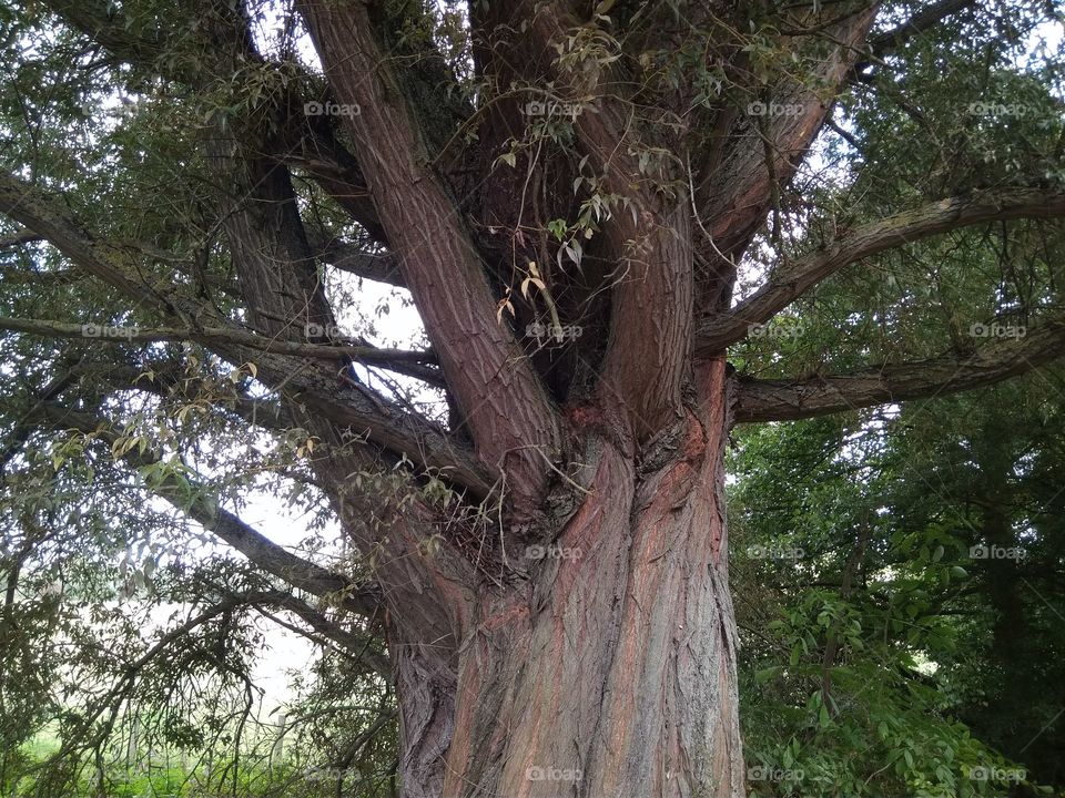 The Very Old Tree